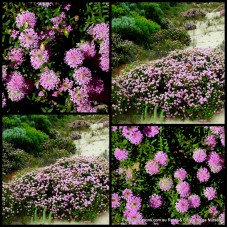 Dwarf Pimelea ferruginea Bonnie Petite 1 Plants Pink Flowering Native
